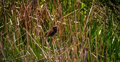 wutfrosch-20220614-1-32