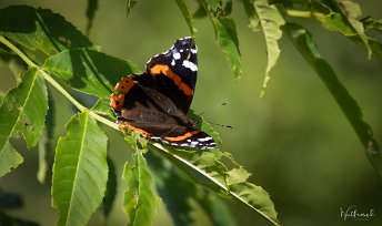 wutfrosch-20220613-1-18