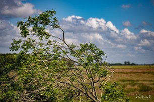 wutfrosch-20220613-1-8