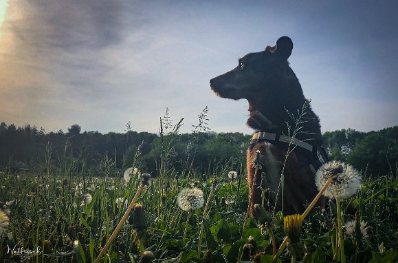 Hunderunden Mit Tobi auf Tour