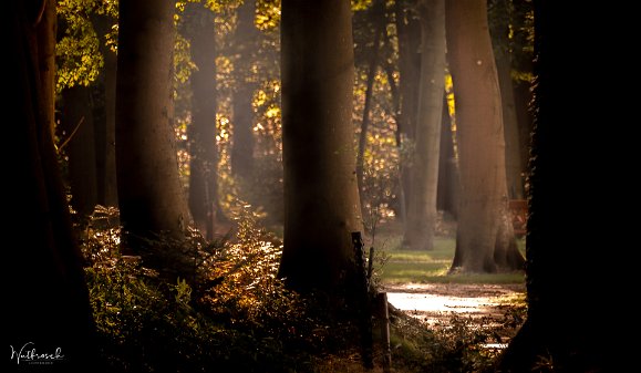 Schloßpark Lütetsburg Fototour durch den Schloßpark der Lütetsburg in Ostfriesland 09/2021