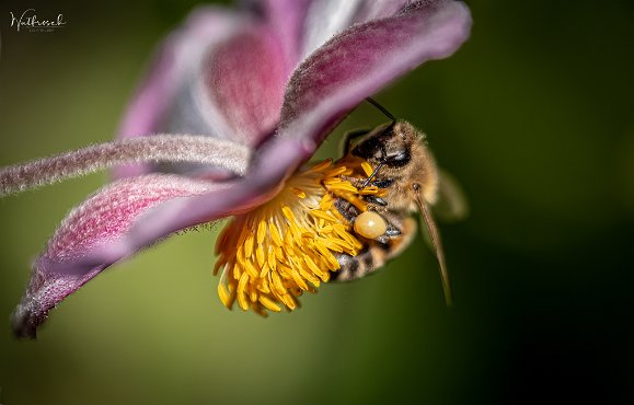 Mit dem Makro durch den Garten Das Makro wurde von Fuji getauscht...mal schauen, ob es nun endlich scharf ist...