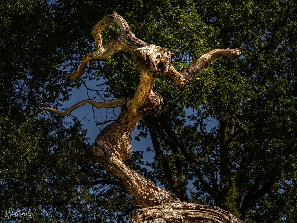 Schloßpark Lütetsburg Spaziergang durch den Park in Ostfriesland - September 2019